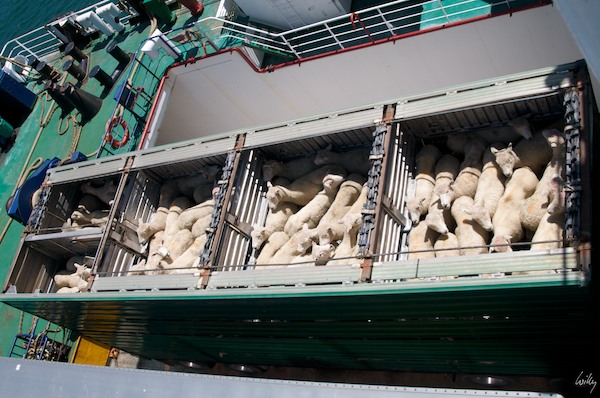 New Zealand 09 10  146